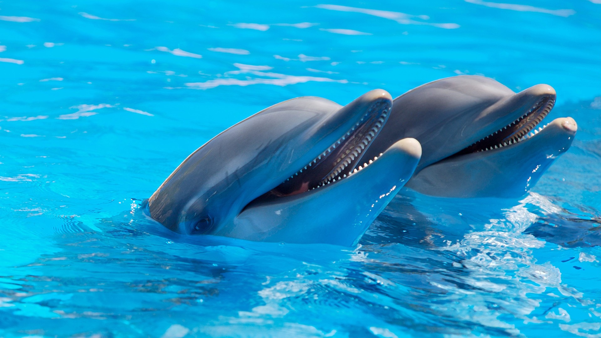 Delfin białoboki
