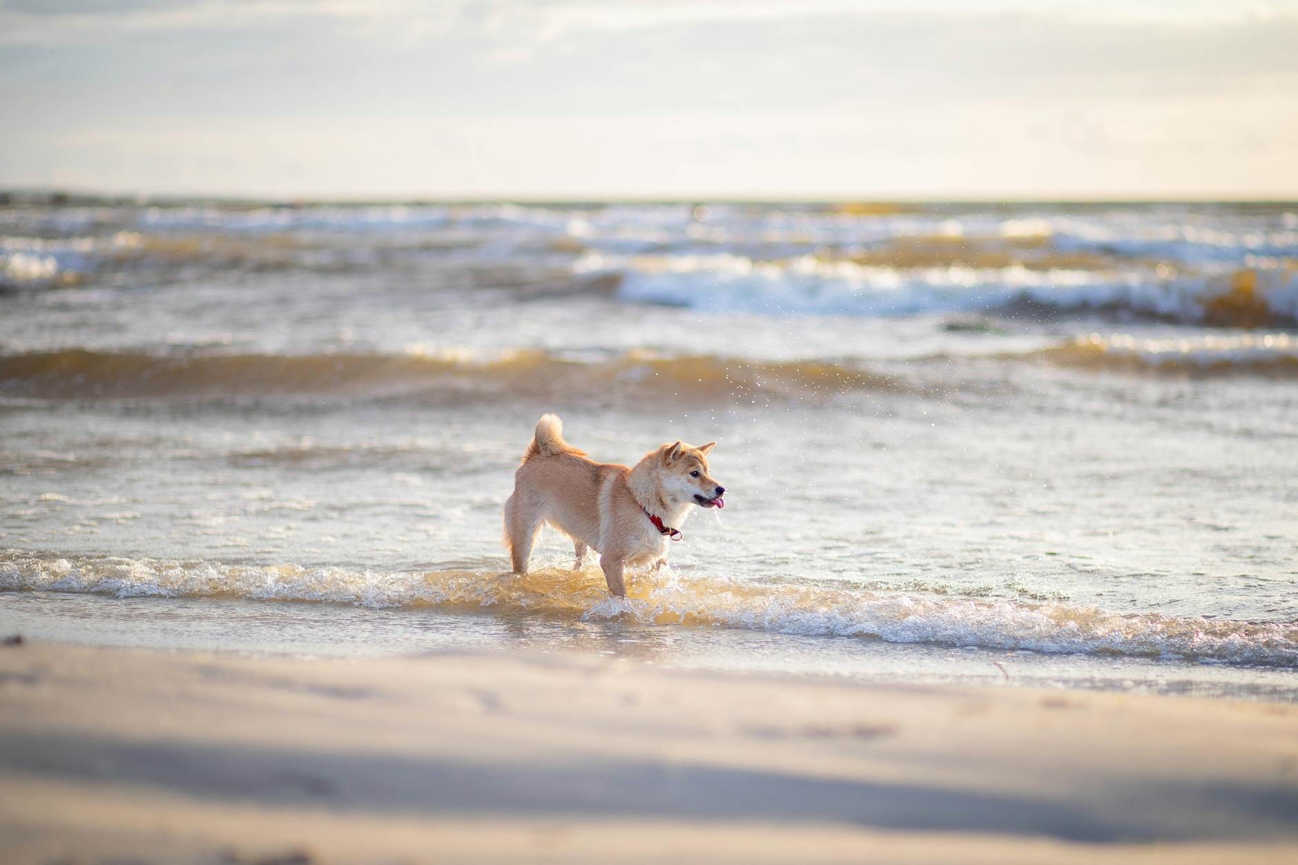 Mielno z psem: plaże przyjazne czworonogom, noclegi i psie udogodnienia Pies rasy shiba inu bawi się w morskich falach na plaży w Mielnie